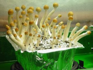 Halluzinogene Pilze züchten