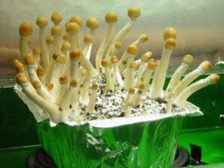 Halluzinogene Pilze züchten image