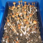 Halluzinogene Pilze 14 Halluzinogene Pilze in Box