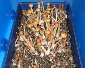 Halluzinogene Pilze image