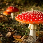 Halluzinogene Pilze 19 Halluzinogener fliegenpilz