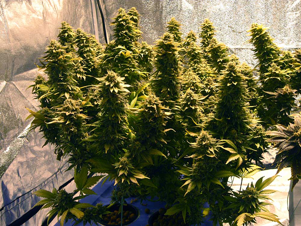 Mein Weg zum eigenen Holland-Weed: Ein Erfahrungsbericht zum Cannabis Indoor-Growing 11 Hanf kurz vor der Ernte