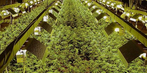 hanfplantage