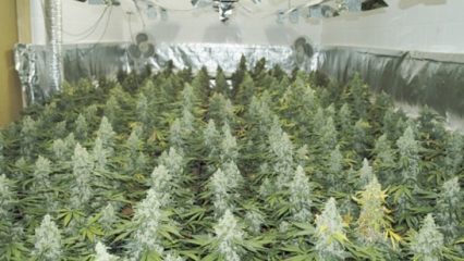 indoor grow