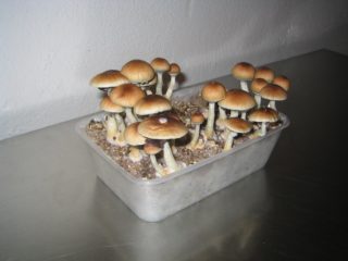 Hawaiian Cubensis hawaii mushrooms