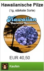 Hawaiianer Pilze Tripbericht und Wirkung (Panaeolus cyanescens)