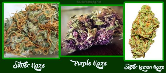 Die 10 beliebtesten Cannabissorten: von Haze über Kush bis Skunk & Ak-47