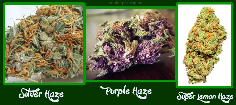 ? Gras kaufen und Cannabis online bestellen (Weed, Marihuana, Hanf) – Seriös & Sicher 34 Das Bild zeigt die Cannabissorten Silver Haze, Purple Haze und Super Lemon Haze