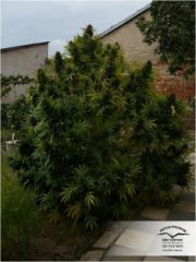 hh gigant 1 180x240 1 In diesem unglaublich umfangreichen Artikel findet ihr endlich einmal alles Wissenswerte zum Thema Hanfsamen kaufen und der verschiedenen Cannabis Sorten (Stärke, Ertrag, Anfängertauglichkeit etc.) aus persönlicher Grow-Erfahrung und dutzenden weiterer Quellen recherchiert auf einen Blick.