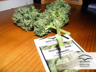 hollandshope Hanfpflanze als feminisierte Hanfsamen kaufen zum outdoor grow