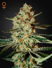 himalaya gold Hanfpflanze als feminisierte Hanfsamen kaufen zum outdoor grow