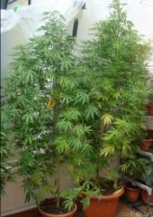 himalaya gold Hanfpflanze als feminisierte Hanfsamen kaufen zum outdoor grow