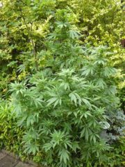 himalaya gold Hanfpflanze als feminisierte Hanfsamen kaufen zum outdoor grow