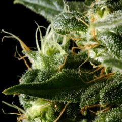 himalaya gold Hanfpflanze als feminisierte Hanfsamen kaufen zum outdoor grow