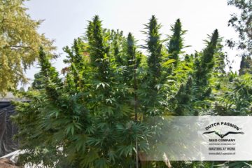 hollands hope Hanfpflanze als feminisierte Hanfsamen kaufen zum outdoor grow
