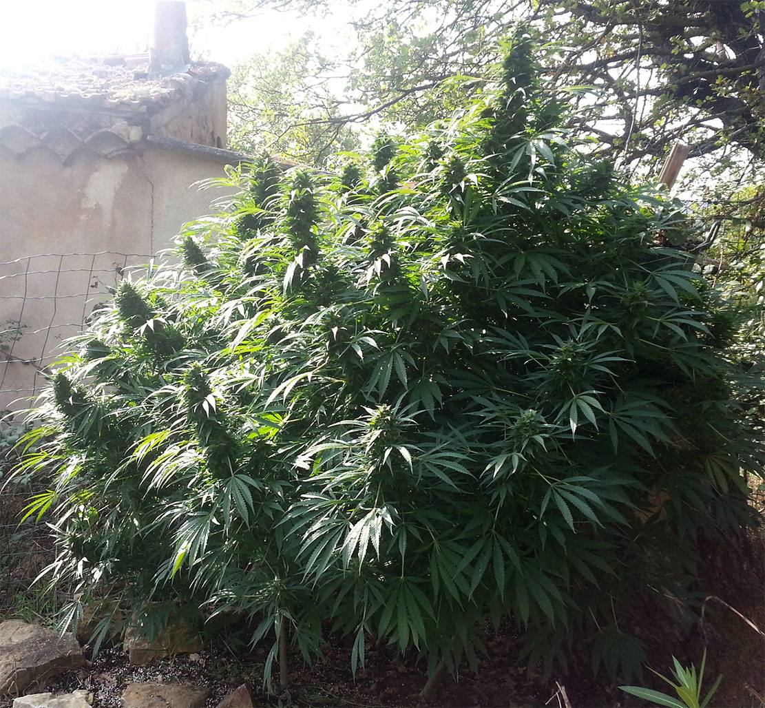 ? Gras kaufen und Cannabis online bestellen (Weed, Marihuana, Hanf) – Seriös & Sicher 61 hollands hope hanfpflanzen outdoor