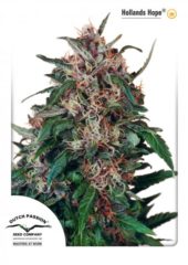 hollands hope Hanfpflanze als feminisierte Hanfsamen kaufen zum outdoor grow