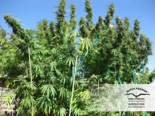 hollands hope Hanfpflanze als feminisierte Hanfsamen kaufen zum outdoor grow