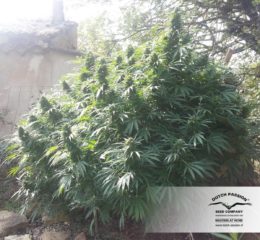 hollands hope Hanfpflanze als feminisierte Hanfsamen kaufen zum outdoor grow