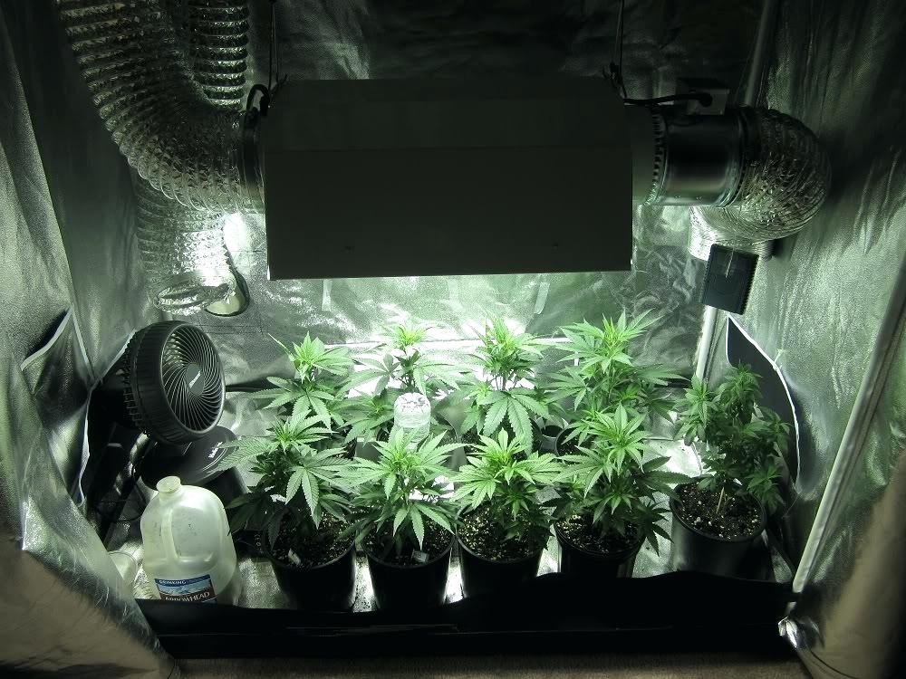 Mein Weg zum eigenen Holland-Weed: Ein Erfahrungsbericht zum Cannabis Indoor-Growing 10 So sehen die Hanfpflanzen zu Beginn des Grows in der Wachstumsphase aus