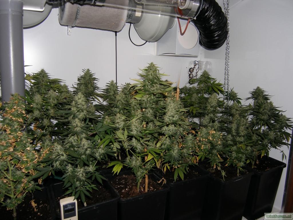 indoor grow sog cooltube