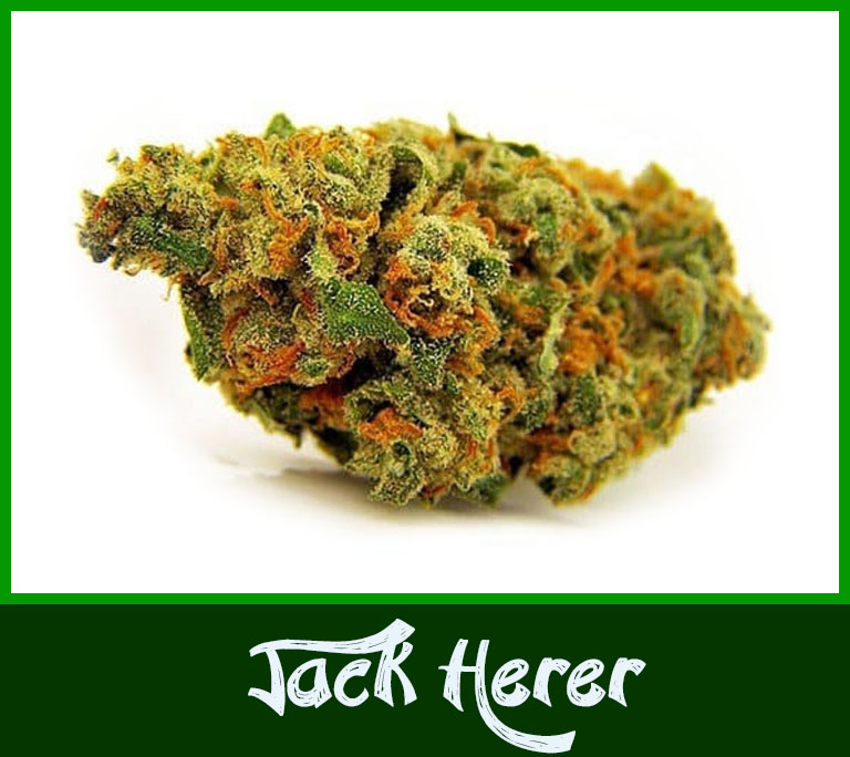 ? Gras kaufen und Cannabis online bestellen (Weed, Marihuana, Hanf) – Seriös & Sicher 37 Cannabisblüte der Hanfsorte Jack herer in Nahaufnahme