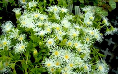 Kanna Wirkung, Dosierung & Erfahrungen (Sceletium tortuosum)
