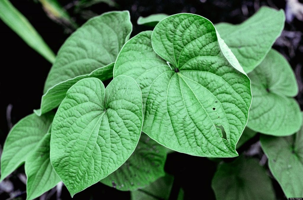 Kava kava pflanze