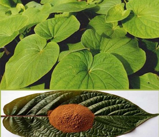 Kava Kava kaufen & günstig bestellen (Piper Methysticum) – Wirkung, Dosierung & Erfahrungsbericht 7 Kava kava extrakt kaufen hier auf blatt liegend