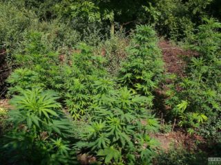 khola Hanfpflanze als feminisierte Hanfsamen kaufen zum outdoor grow