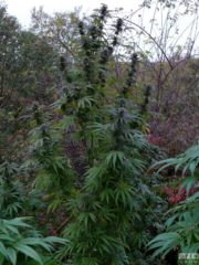 khola Hanfpflanze als feminisierte Hanfsamen kaufen zum outdoor grow