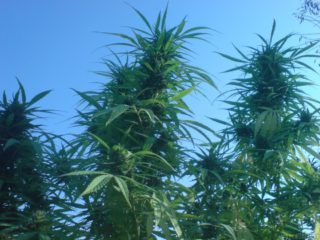 khola Hanfpflanze als feminisierte Hanfsamen kaufen zum outdoor grow