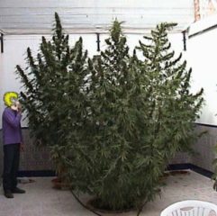khola Hanfpflanze als feminisierte Hanfsamen kaufen zum outdoor grow