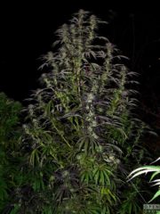 khola Hanfpflanze als feminisierte Hanfsamen kaufen zum outdoor grow