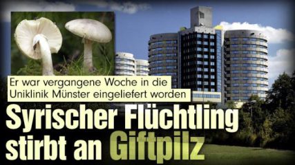 Knollenblätterpilz: Flüchtlinge sterben durch Verwechslung