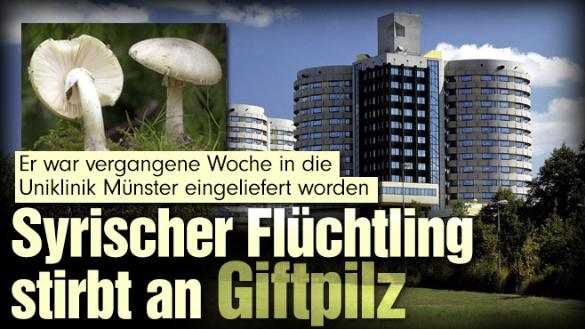 Knollenblätterpilz 
