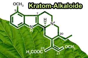 Liste der 29 wichtigsten Kratom-Alkaloide & ihrer pharmakologischen Wirkung 1 Liste aller Kratom-Alkaloide und ihrer Pharmakologie