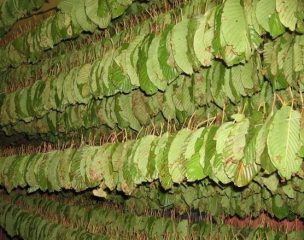 kratom ernte 304x240 1 Wer gutes Kratom kaufen und super günstig legal online bestellen möchte, der ist hier bei unserem großen Shop- und Preisvergleich genau richtig!