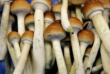 halluzinogene pilze vom typ kubanischer kahlkopf
