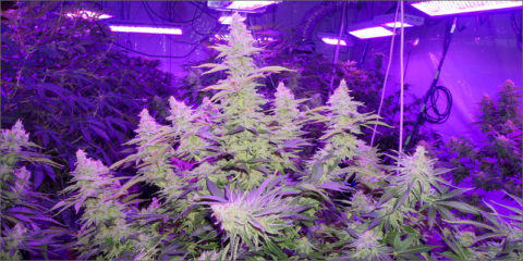 cannabis pflanze in blüte gross