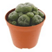 Vorschaubild peyote kaktus jourdaniana