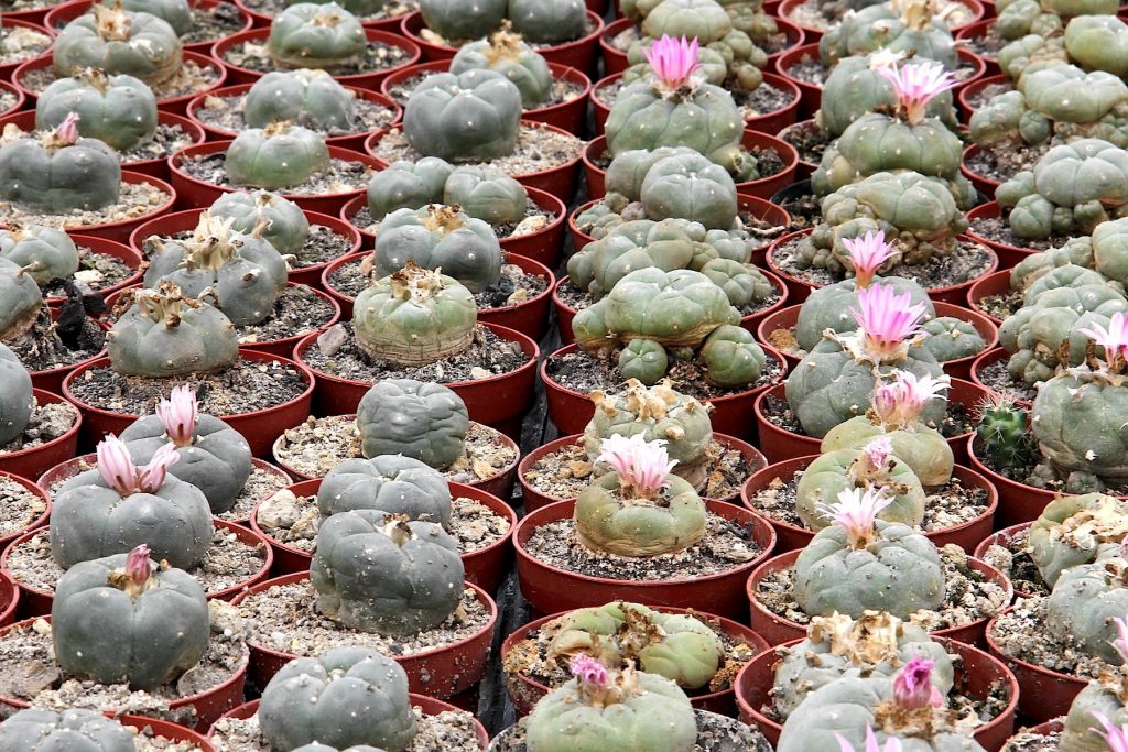 mehrere lophophora williamsii kakteen