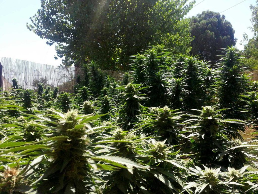 hanf outdoor