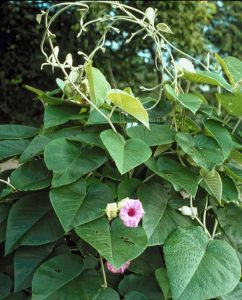 pflanze Hawaiianische-Baby Holzrose (Argyreia nervosa)