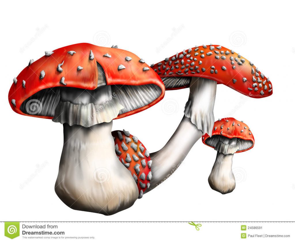 Fliegenpilz