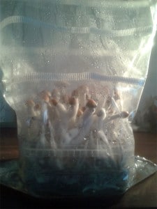 Mushroom Growkit & Growbox Erfahrung - ein Bericht 20 magic mushrooms flush ernte
