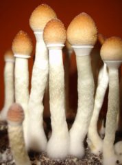 Magic Mushrooms