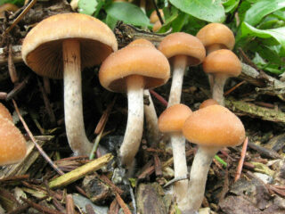 Magic mushrooms und Co- was man vor dem Verzehr und Kauf wissen sollte