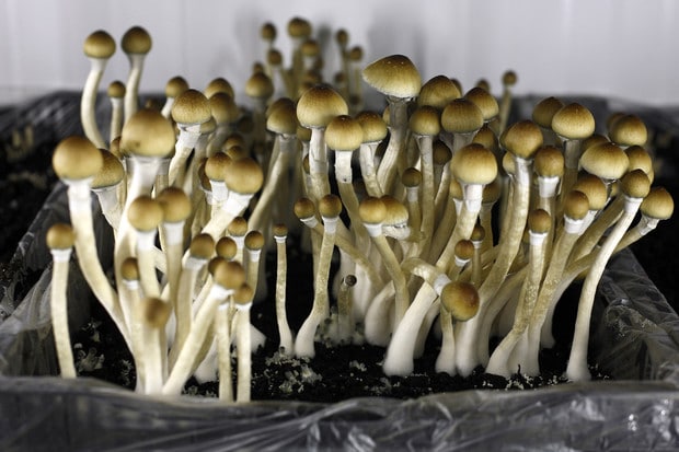 Magic Mushrooms 10 magic mushrooms wirkung