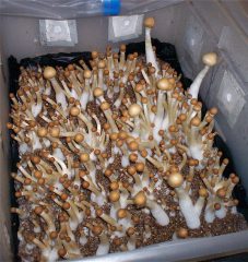 magic mushrooms image